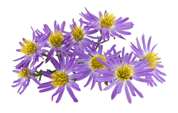 Alpesi Aster Elszigetelt Fehér Background — Stock Fotó