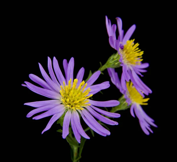 Alpine Aster Geïsoleerd Zwarte Achtergrond — Stockfoto