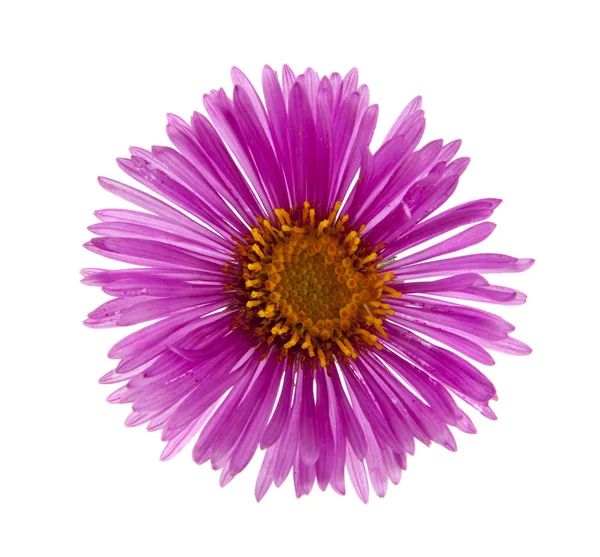 Alpine Aster Isolato Sfondo Bianco — Foto Stock