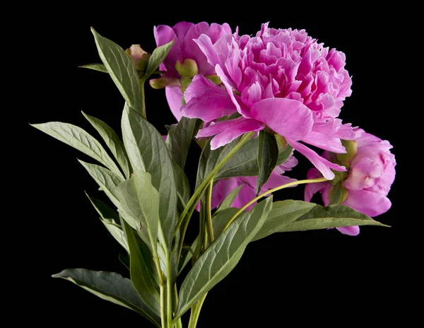 pembe peonies izole üzerinde siyah zemin çiçek