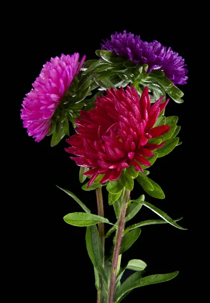 Aster Blommor Isolerad Svart Bakgrund — Stockfoto