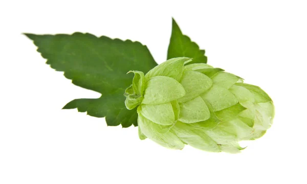 Grüner Hopfen Isoliert Auf Weißem Hintergrund — Stockfoto