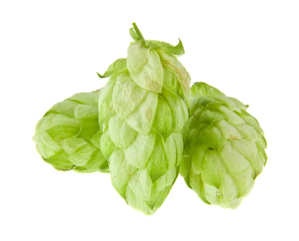 Green Hop Isolated White Background — Stock Photo, Image