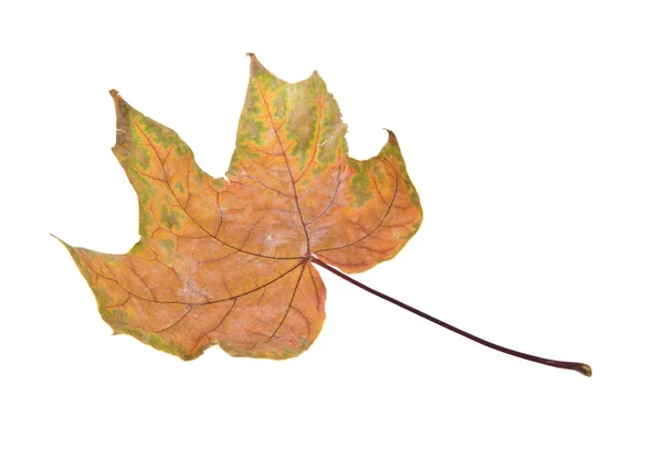 白い背景に分離された秋の紅葉をクローズ アップ — ストック写真