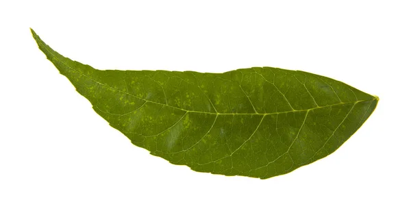 Groene Bladeren Geïsoleerd Witte Achtergrond — Stockfoto