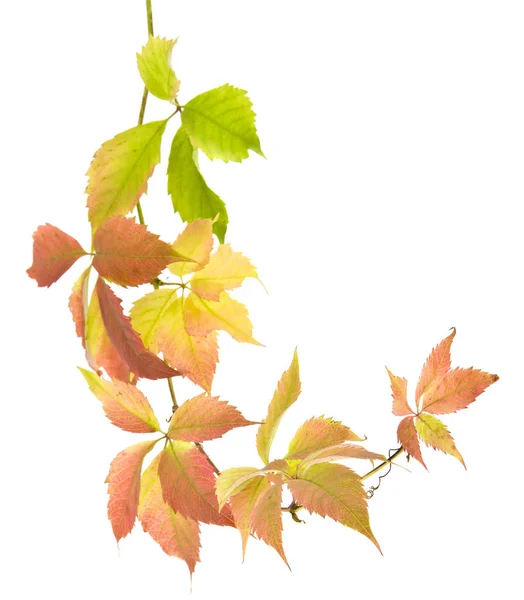 白い背景に分離されたブドウ紅葉 — ストック写真