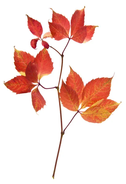 Осенний Виноград Листья Изолированы Белом Фоне — стоковое фото