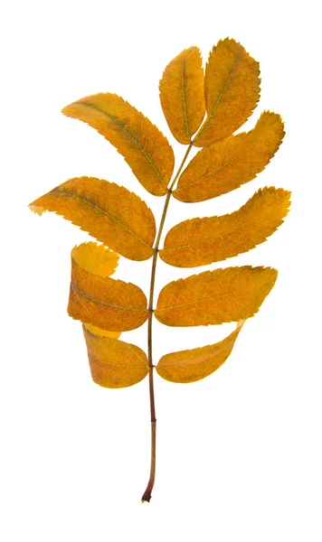 Осенью Желтые Листья Рябины Изолированы Белом Фоне — стоковое фото