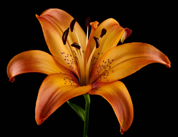 Lilie Blume Isoliert Auf Schwarzem Hintergrund — Stockfoto