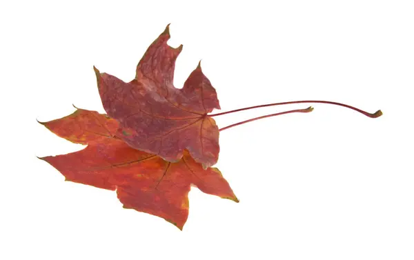 Close Van Maple Herfstbladeren Geïsoleerd Witte Achtergrond — Stockfoto