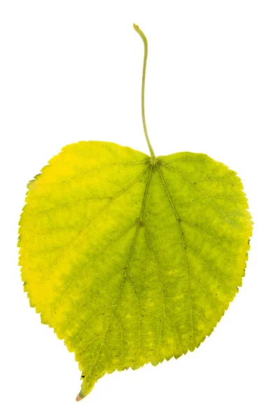 Herfst Gele Bladeren Geïsoleerd Witte Achtergrond — Stockfoto