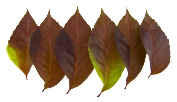 Autumn Grape Leaves Isolated White Background — Stock Photo, Image