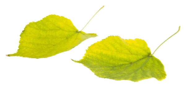 Herfst Gele Bladeren Geïsoleerd Witte Achtergrond — Stockfoto