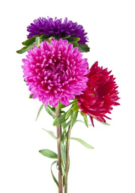 Beyaz arka plan üzerinde izole aster çiçekler