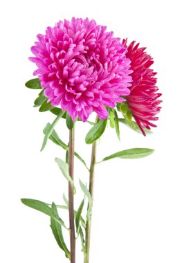 Beyaz arka plan üzerinde izole aster çiçekler