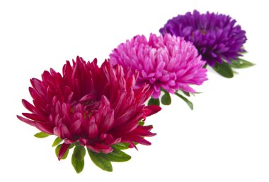 Beyaz arka plan üzerinde izole aster çiçekler