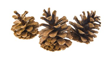 Beyaz arkaplanda izole edilmiş koniler