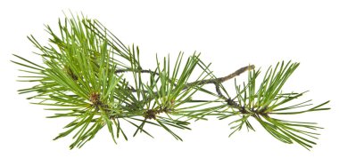 Beyaz arka plan üzerinde izole yeşil çam dalı