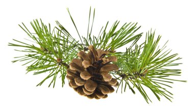 ağaç dalı ve beyaz arka plan üzerinde izole koniler