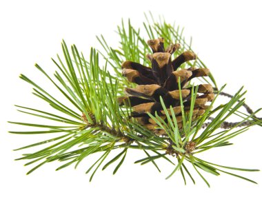 Beyaz arka plan üzerinde izole koniler ile yeşil çam dalı