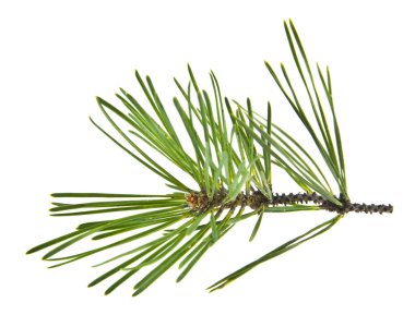 Beyaz arka plan üzerinde izole yeşil çam dalı