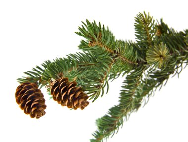 yeşil beyaz arka plan üzerinde izole koniler ile bir ağaç dalı