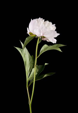 Beyaz peonies siyah arka plan üzerine izole