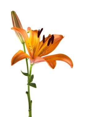 Zambak beyaz arkaplanda izole