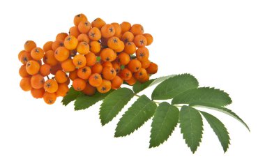 Beyaz arka planda izole Rowan meyveleri