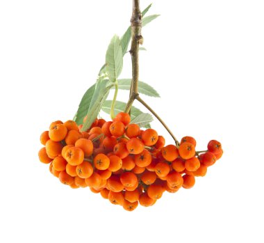 Rowan beyaz arkaplanda izole edildi
