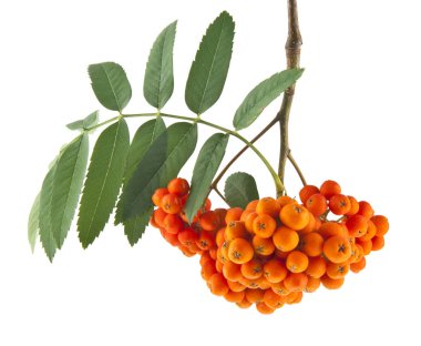 Beyaz arka planda izole Rowan meyveleri