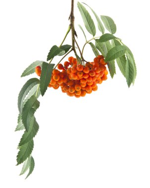 Rowan beyaz arkaplanda izole edildi