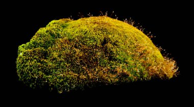 siyah arka plan üzerine izole yeşil yosun