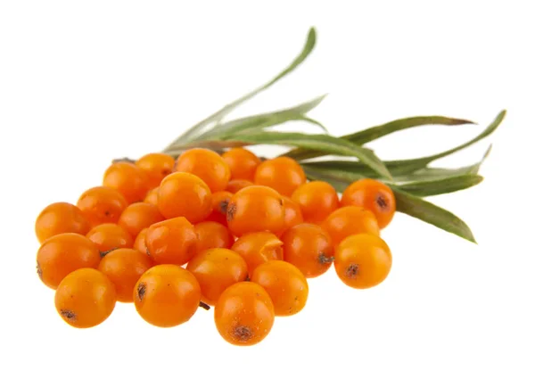 Berries Sea Buckthorn Isolated White Background — Stock Photo, Image