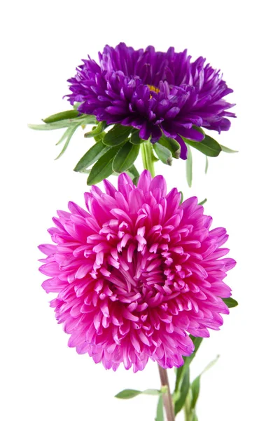 Aster Blommor Isolerad Vit Bakgrund — Stockfoto