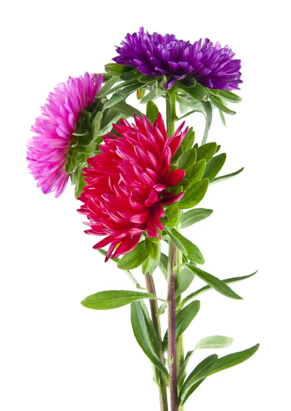 Aster Blommor Isolerad Vit Bakgrund — Stockfoto