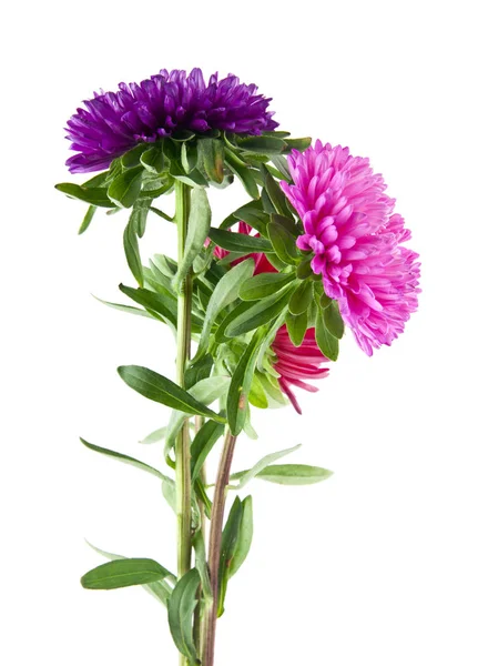 Aster Blommor Isolerad Vit Bakgrund — Stockfoto