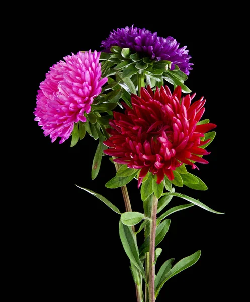 Aster Blommor Isolerad Svart Bakgrund — Stockfoto