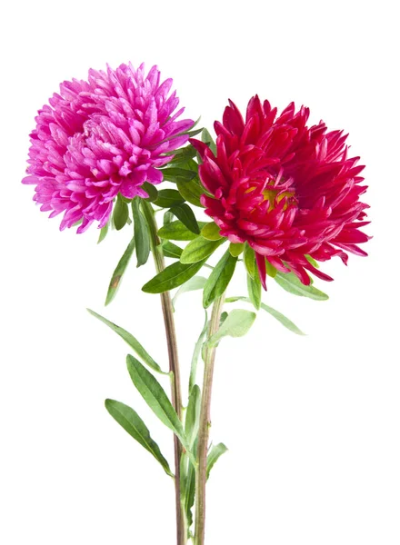 Aster Blumen Isoliert Auf Weißem Hintergrund — Stockfoto