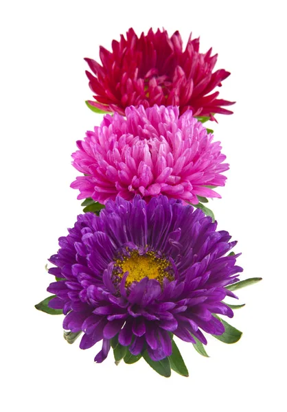 Aster Blommor Isolerad Vit Bakgrund — Stockfoto