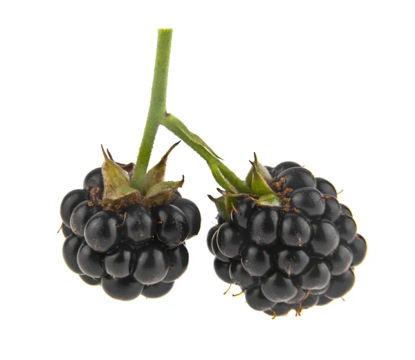 从白色背景分离出来的黑莓 — 图库照片
