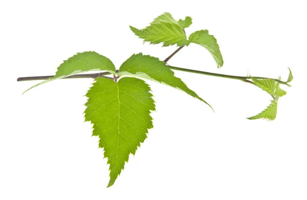 Beyaz Arka Plan Üzerinde Izole Blackberry Yeşil Yaprakları — Stok fotoğraf