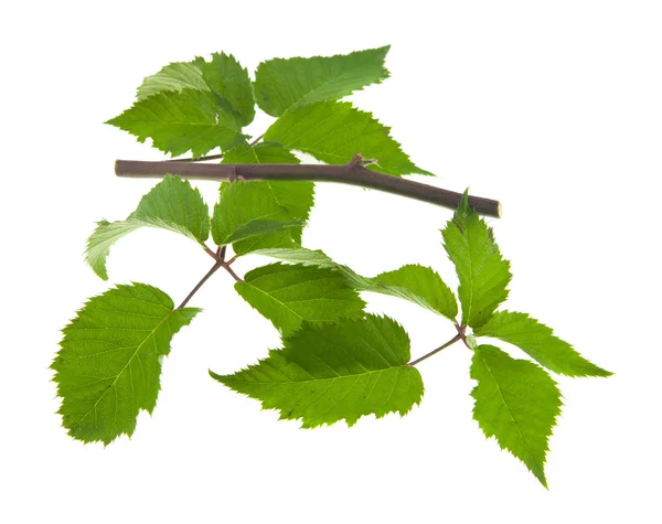 Green Leaves Blackberry Isolated White Background — Stock Photo, Image