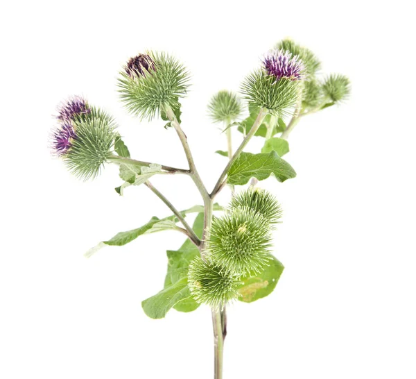 Burdock Flowers Isolated White Background — Stock Photo, Image