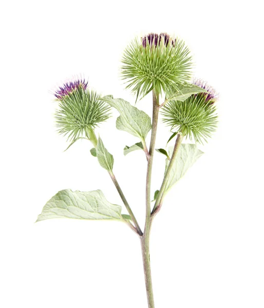 Burdock Flowers Isolated White Background — Stock Photo, Image