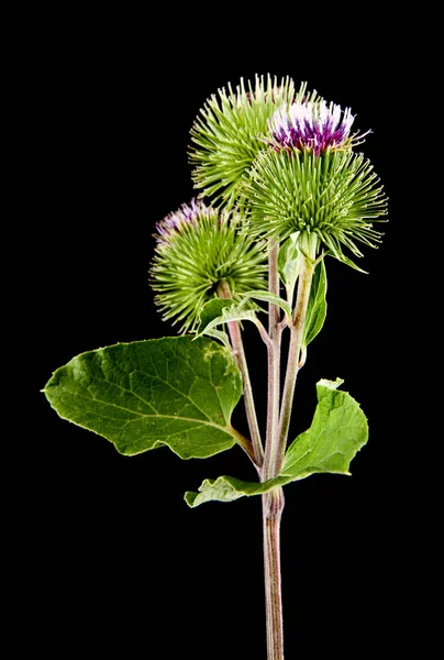 Květy Lopuchu Izolované Černém Pozadí Léčivé Rostliny — Stock fotografie