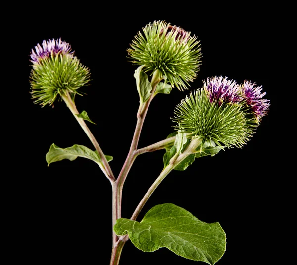 Fleurs Bardane Isolées Sur Fond Noir Plantes Médicinales — Photo