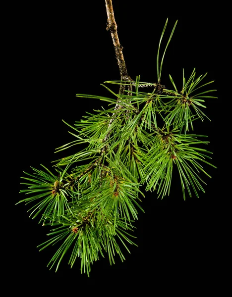 green branch of a tree isolated on a black background