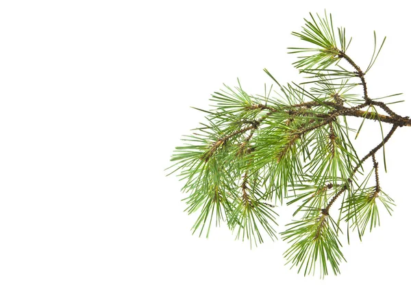 Tree Branch Pine Isolated White Background — Stock Photo, Image