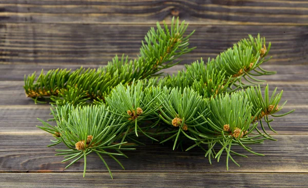 Granen Gren Trä Bakgrund — Stockfoto